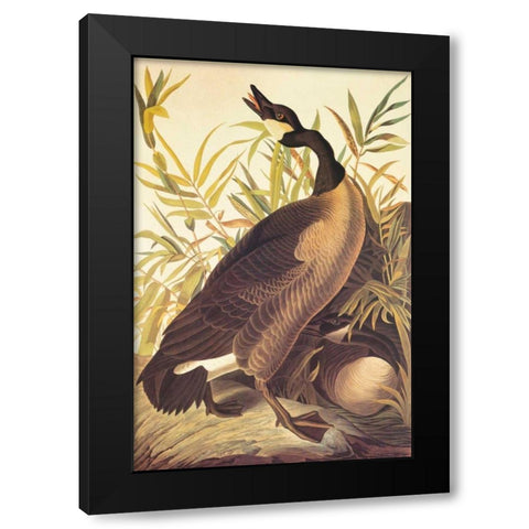 Canada Goose Black Modern Wood Framed Art Print by Audubon, John James
