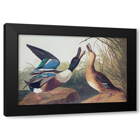 Shoveller Duck Black Modern Wood Framed Art Print with Double Matting by Audubon, John James