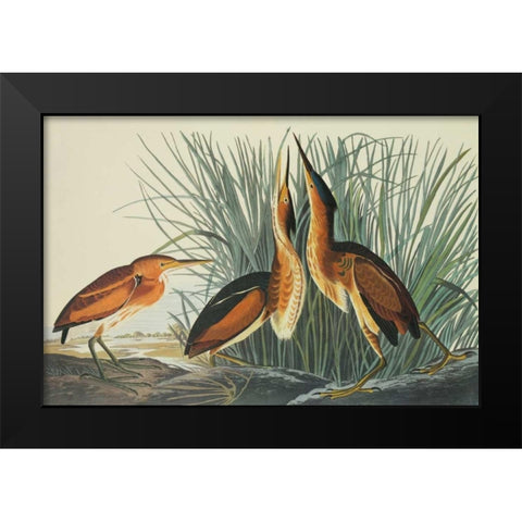 Least Bittern Black Modern Wood Framed Art Print by Audubon, John James