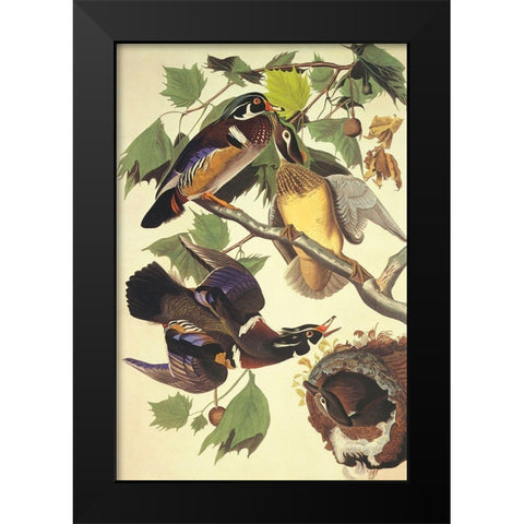 Summer Or Wood Duck Black Modern Wood Framed Art Print by Audubon, John James