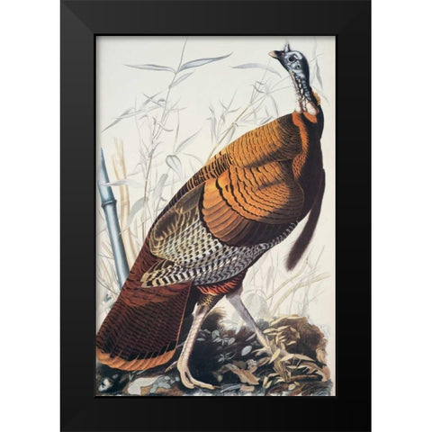 Wild Turkey Black Modern Wood Framed Art Print by Audubon, John James