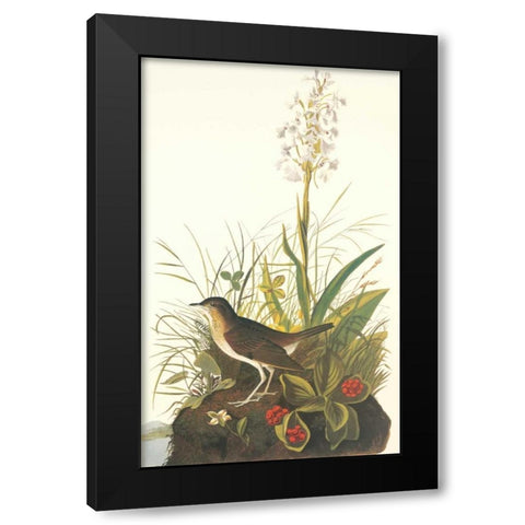 Tawny Thrush Black Modern Wood Framed Art Print by Audubon, John James