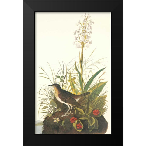 Tawny Thrush Black Modern Wood Framed Art Print by Audubon, John James