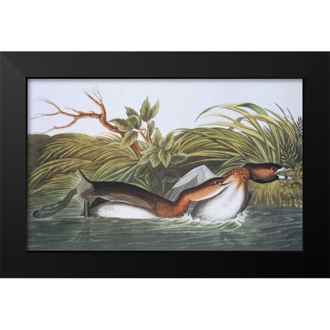 American Pied-Bill Dobchick Black Modern Wood Framed Art Print by Audubon, John James