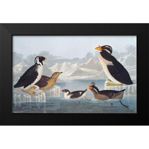 Black-throated Guillemot and Nobbed-billed Auk Black Modern Wood Framed Art Print by Audubon, John James