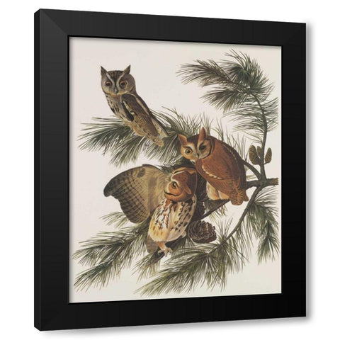 Little Screech Owl or Mottled Owl Black Modern Wood Framed Art Print with Double Matting by Audubon, John James
