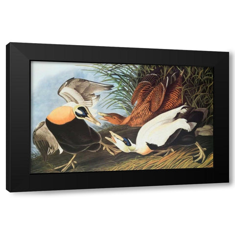 Eider Duck Black Modern Wood Framed Art Print by Audubon, John James