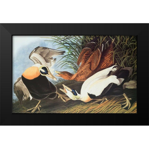 Eider Duck Black Modern Wood Framed Art Print by Audubon, John James