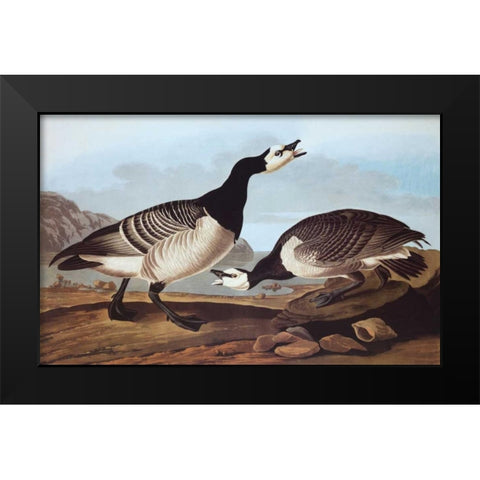 Barnacle Goose Black Modern Wood Framed Art Print by Audubon, John James