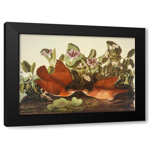 Key-West Dove Black Modern Wood Framed Art Print by Audubon, John James