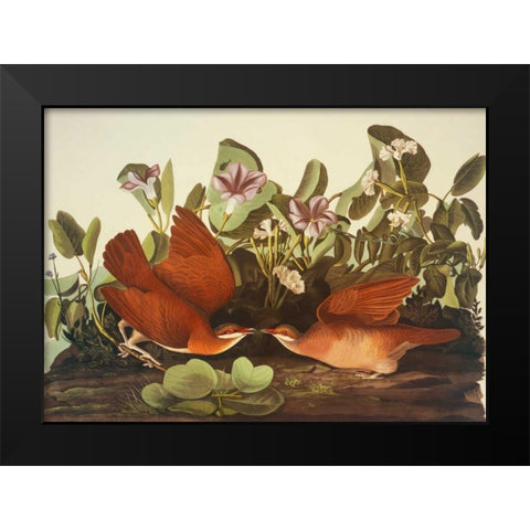 Key-West Dove Black Modern Wood Framed Art Print by Audubon, John James