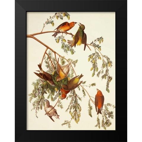 American Crossbill Black Modern Wood Framed Art Print by Audubon, John James