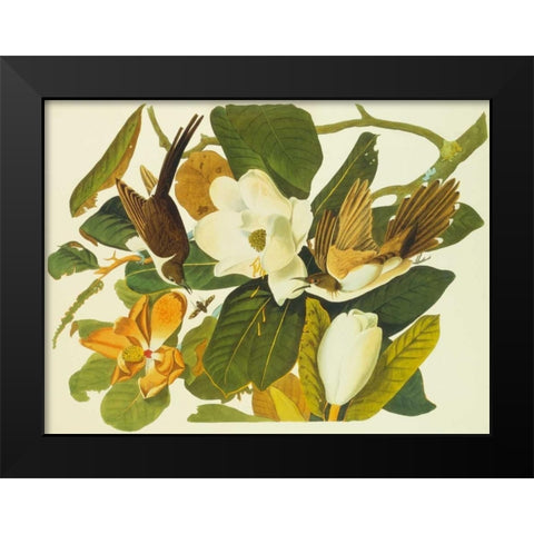 Black-Billed Cuckoo Black Modern Wood Framed Art Print by Audubon, John James