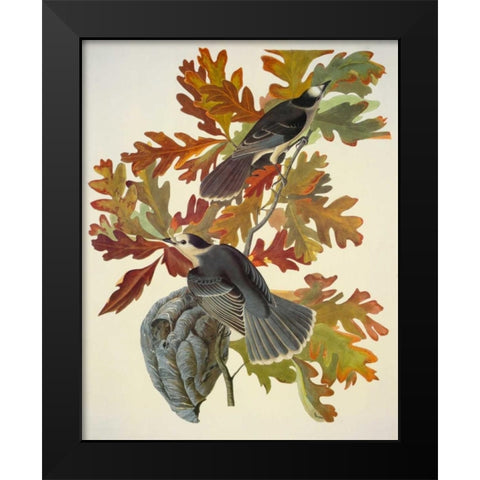 Canada Jay Black Modern Wood Framed Art Print by Audubon, John James