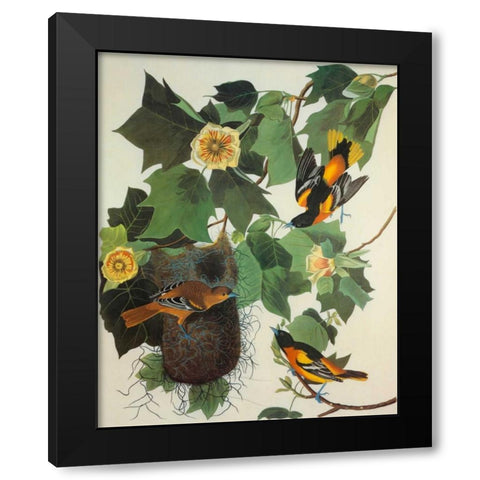 Baltimore Oriole Black Modern Wood Framed Art Print by Audubon, John James