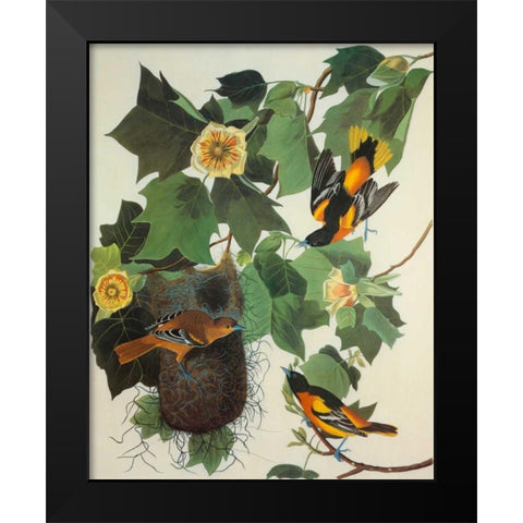 Baltimore Oriole Black Modern Wood Framed Art Print by Audubon, John James