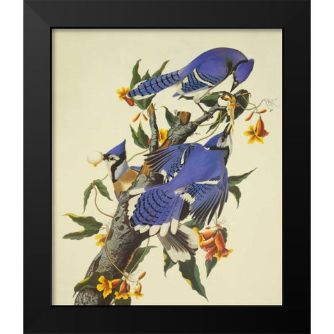 Blue Jay Black Modern Wood Framed Art Print by Audubon, John James