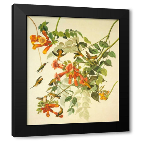 Ruby-Throated Hummingbird Black Modern Wood Framed Art Print by Audubon, John James