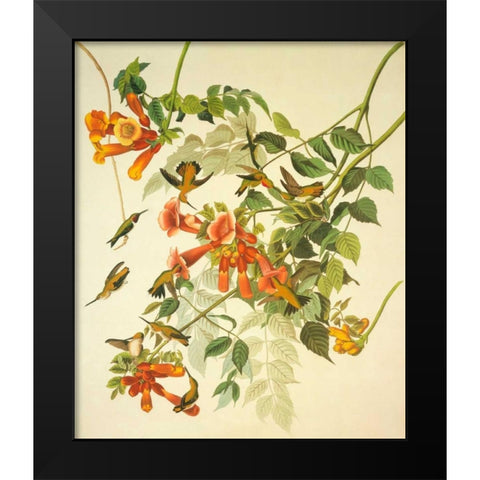 Ruby-Throated Hummingbird Black Modern Wood Framed Art Print by Audubon, John James