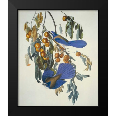 Florida Jay Black Modern Wood Framed Art Print by Audubon, John James