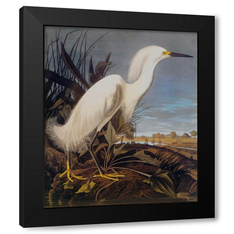 Snowy Heron Or White Egret Black Modern Wood Framed Art Print with Double Matting by Audubon, John James
