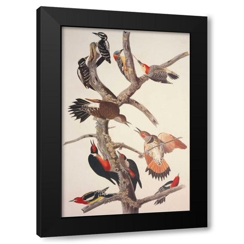 Hairy Woodpecker Black Modern Wood Framed Art Print with Double Matting by Audubon, John James