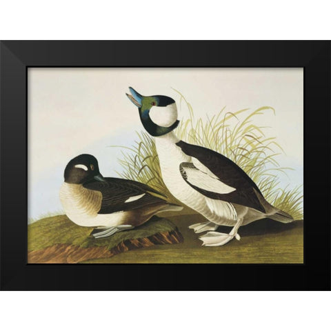 Buffel-Headed Duck Black Modern Wood Framed Art Print by Audubon, John James