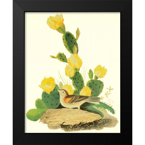 Grass Finch Or Bay-Winged Bunting Black Modern Wood Framed Art Print by Audubon, John James