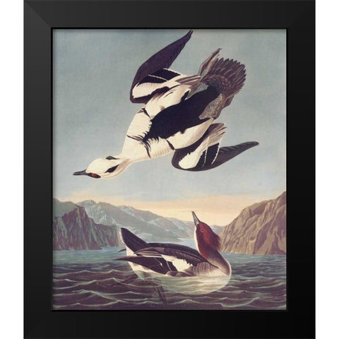 Smew Or White Nun Black Modern Wood Framed Art Print by Audubon, John James