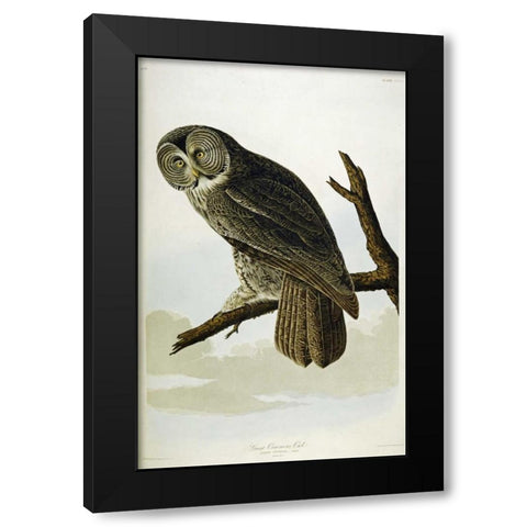 Great Cinereous Owl Black Modern Wood Framed Art Print with Double Matting by Audubon, John James