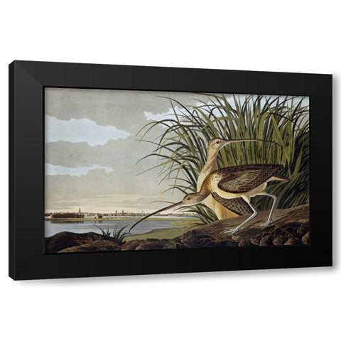 Male and Female Long Billed Curlew Black Modern Wood Framed Art Print with Double Matting by Audubon, John James