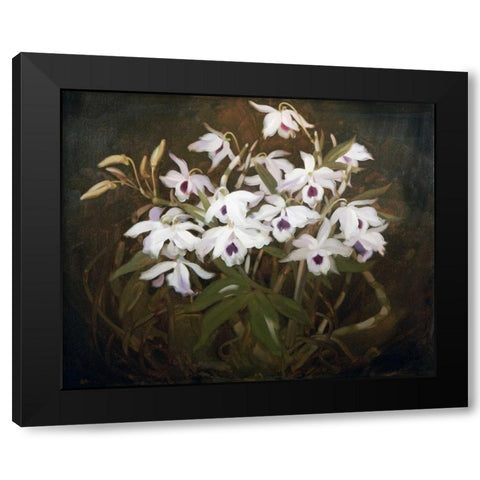 Dinrobium Orchids Black Modern Wood Framed Art Print by Park, James Stuart