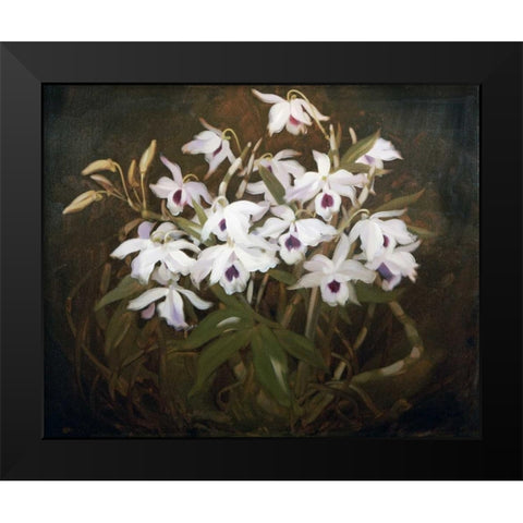 Dinrobium Orchids Black Modern Wood Framed Art Print by Park, James Stuart