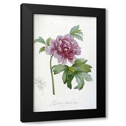Engraving of a Peony Black Modern Wood Framed Art Print with Double Matting by Redoute, Pierre Joseph