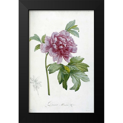 Engraving of a Peony Black Modern Wood Framed Art Print by Redoute, Pierre Joseph