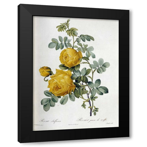 Rosa Sulfurea Black Modern Wood Framed Art Print by Redoute, Pierre Joseph