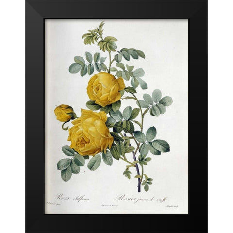 Rosa Sulfurea Black Modern Wood Framed Art Print by Redoute, Pierre Joseph