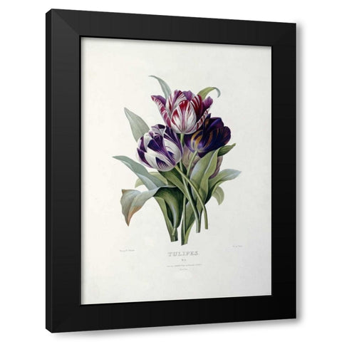 Tulips Black Modern Wood Framed Art Print by Redoute, Pierre Joseph