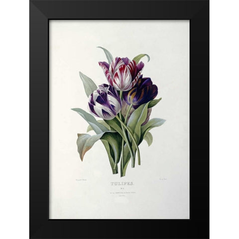 Tulips Black Modern Wood Framed Art Print by Redoute, Pierre Joseph