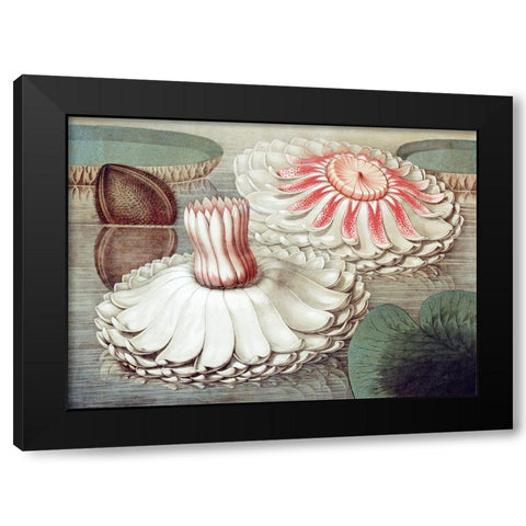Victoria Regia Black Modern Wood Framed Art Print with Double Matting by Sharp, William