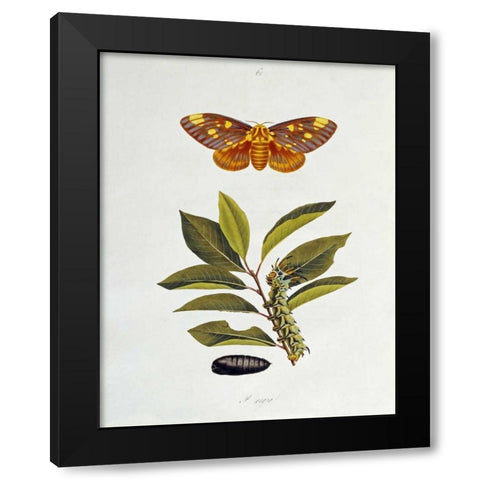 The Natural History of The Rarer Lepidopterous Insects of Georgia 1794 Black Modern Wood Framed Art Print by Abbot, John