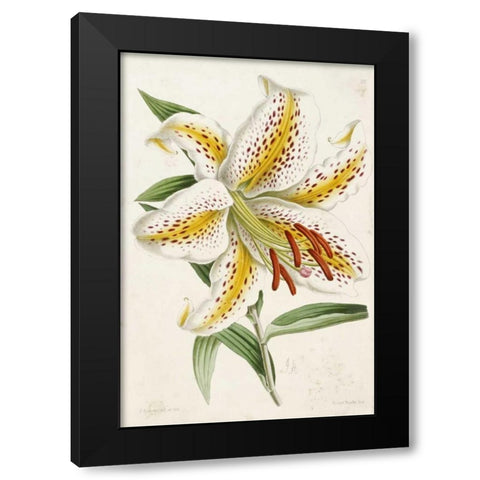 Lily Black Modern Wood Framed Art Print with Double Matting by Andrews, James