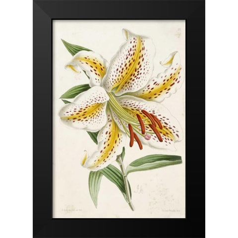 Lily Black Modern Wood Framed Art Print by Andrews, James