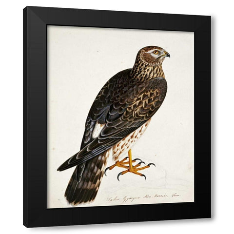 Falco Pygargus, Hen-Harrier, Fem Black Modern Wood Framed Art Print with Double Matting by Atkinson, Rev. Christopher
