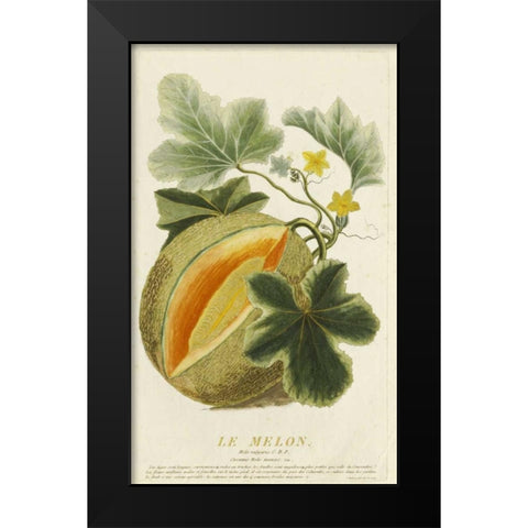 Melo Vulgaris Black Modern Wood Framed Art Print by Aubry, Jean