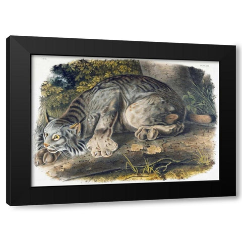 Canada Lynx Black Modern Wood Framed Art Print by Audubon, John James