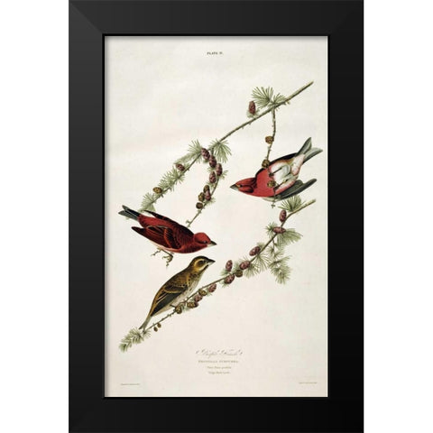 Purple Finch Black Modern Wood Framed Art Print by Audubon, John James