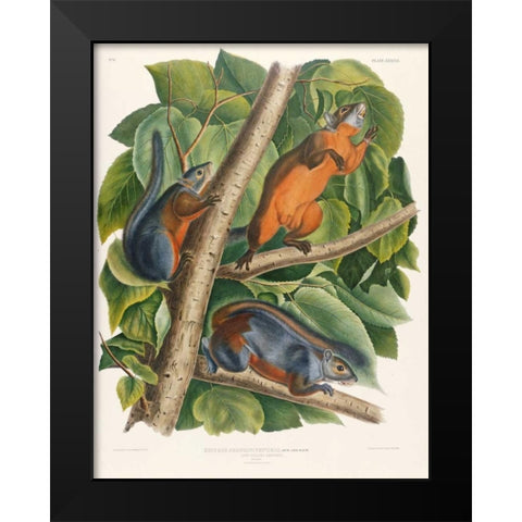 Red-Bellied Squirrel Black Modern Wood Framed Art Print by Audubon, John James