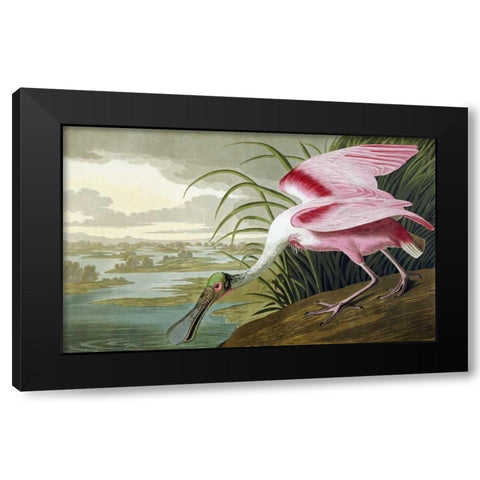 Roseate Spoonbill Black Modern Wood Framed Art Print with Double Matting by Audubon, John James