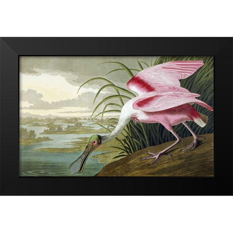 Roseate Spoonbill Black Modern Wood Framed Art Print by Audubon, John James